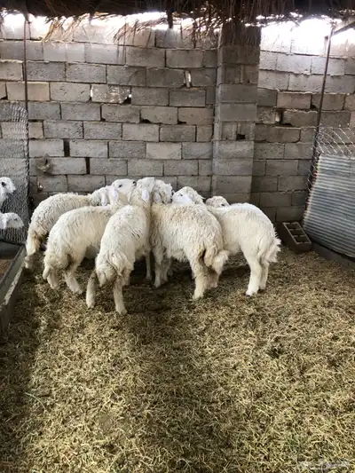 ذبايح رمضان من البرا انتاج المراح 11