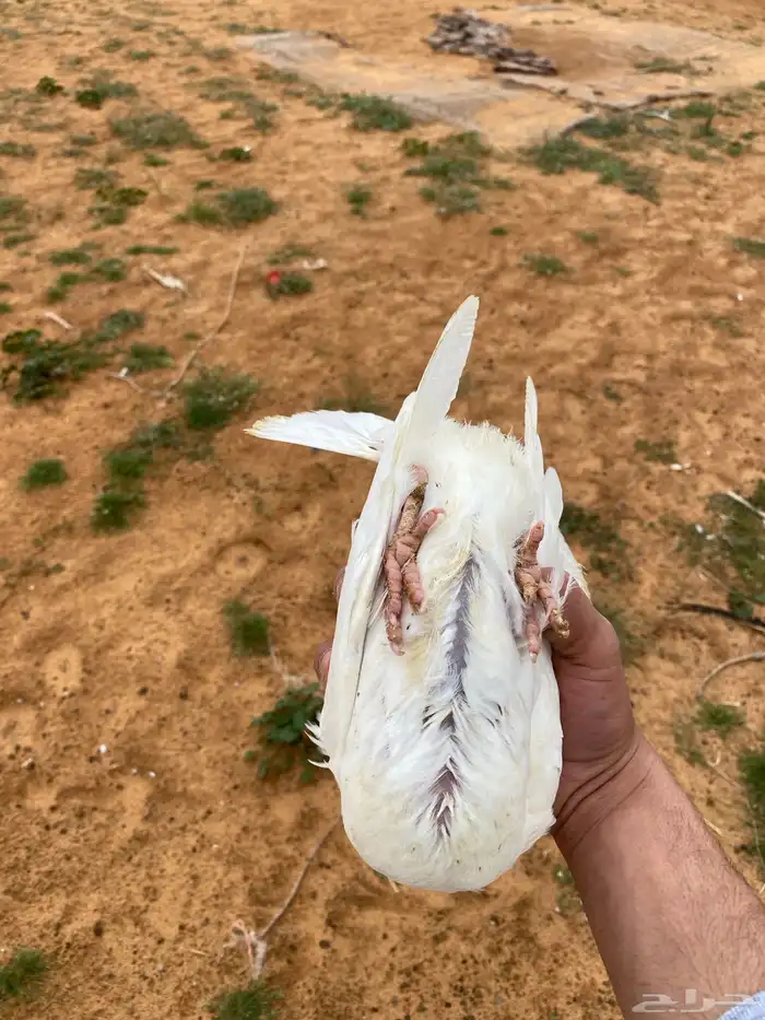 زغاليل فرنسي 0