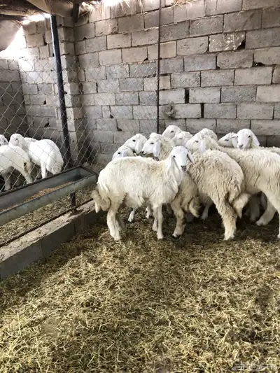 ذبايح رمضان من البرا انتاج المراح 5