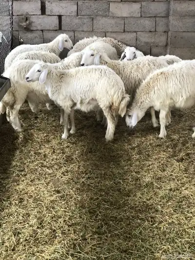 ذبايح رمضان من البرا انتاج المراح 9