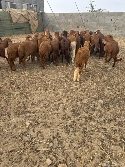 سواكن مرباه 2