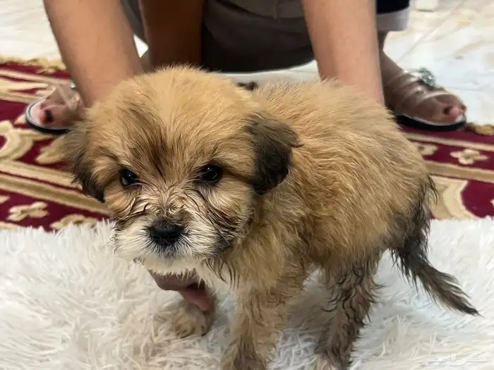 كلاب نوع مالتيز حديثة الولادة 0