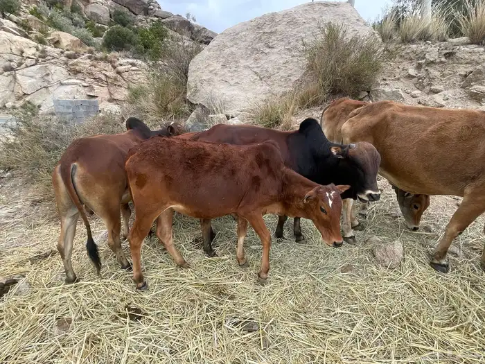 حسلان بلدي للبيع بني مالك صيادة 2