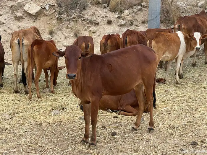 حسلان بلدي للبيع بني مالك صيادة 29