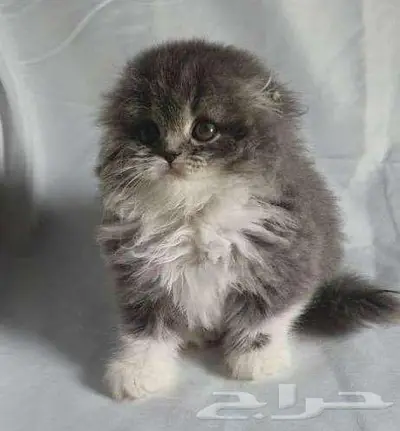 للبيع سكوتش فولد لونق هير 2