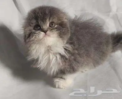 للبيع سكوتش فولد لونق هير 6