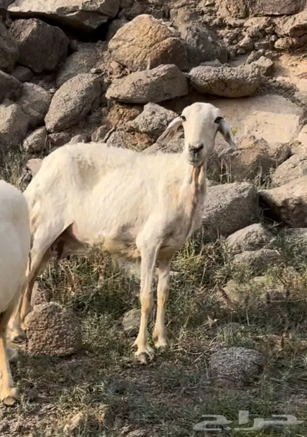 شاه حليب فقط ( تم البيع ) 4