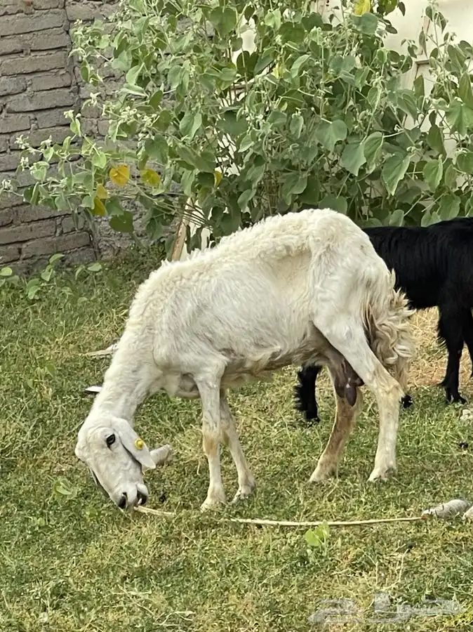 شاه حليب فقط ( تم البيع ) 0