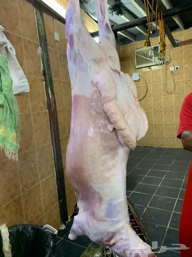 حري ذبائح ثلاجه ذبايح مناسبات غنم حري يوجد صلخ 5