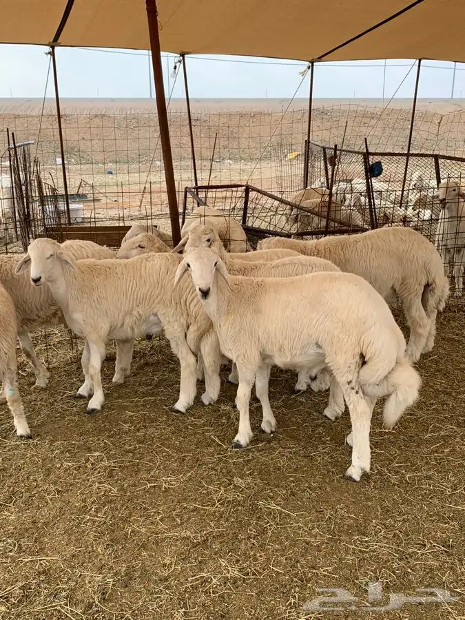 حري ذبائح ثلاجه ذبايح مناسبات غنم حري يوجد صلخ 7