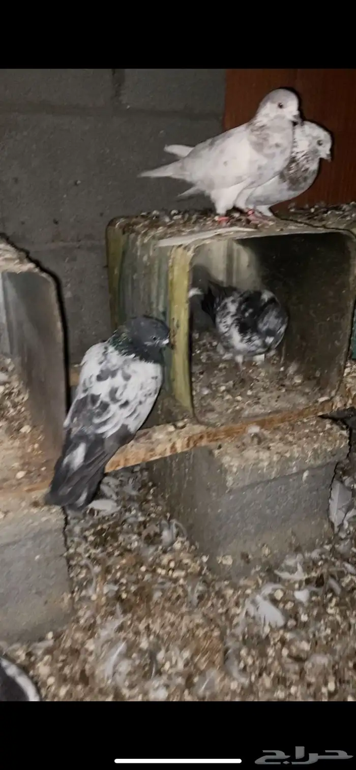 موجود حمام بكستاني 1