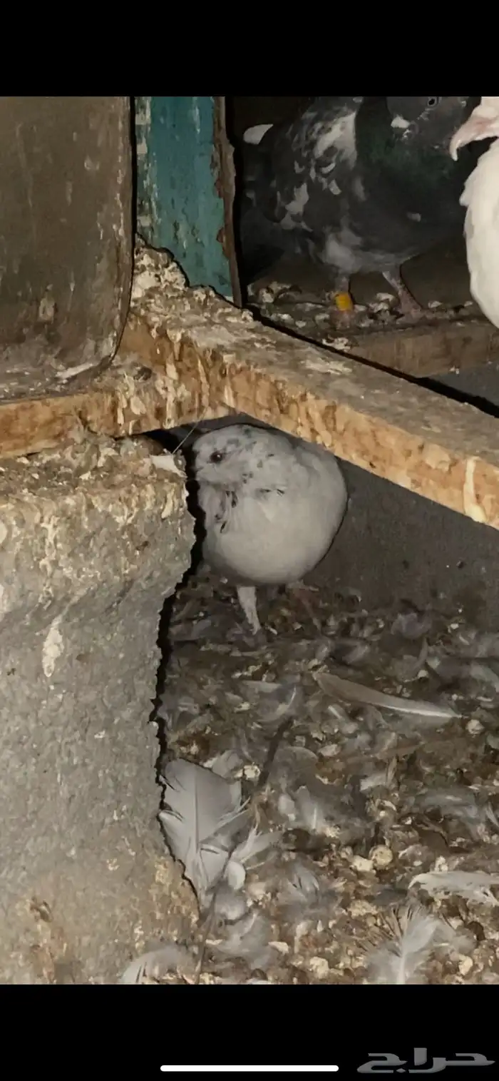 موجود حمام بكستاني 3