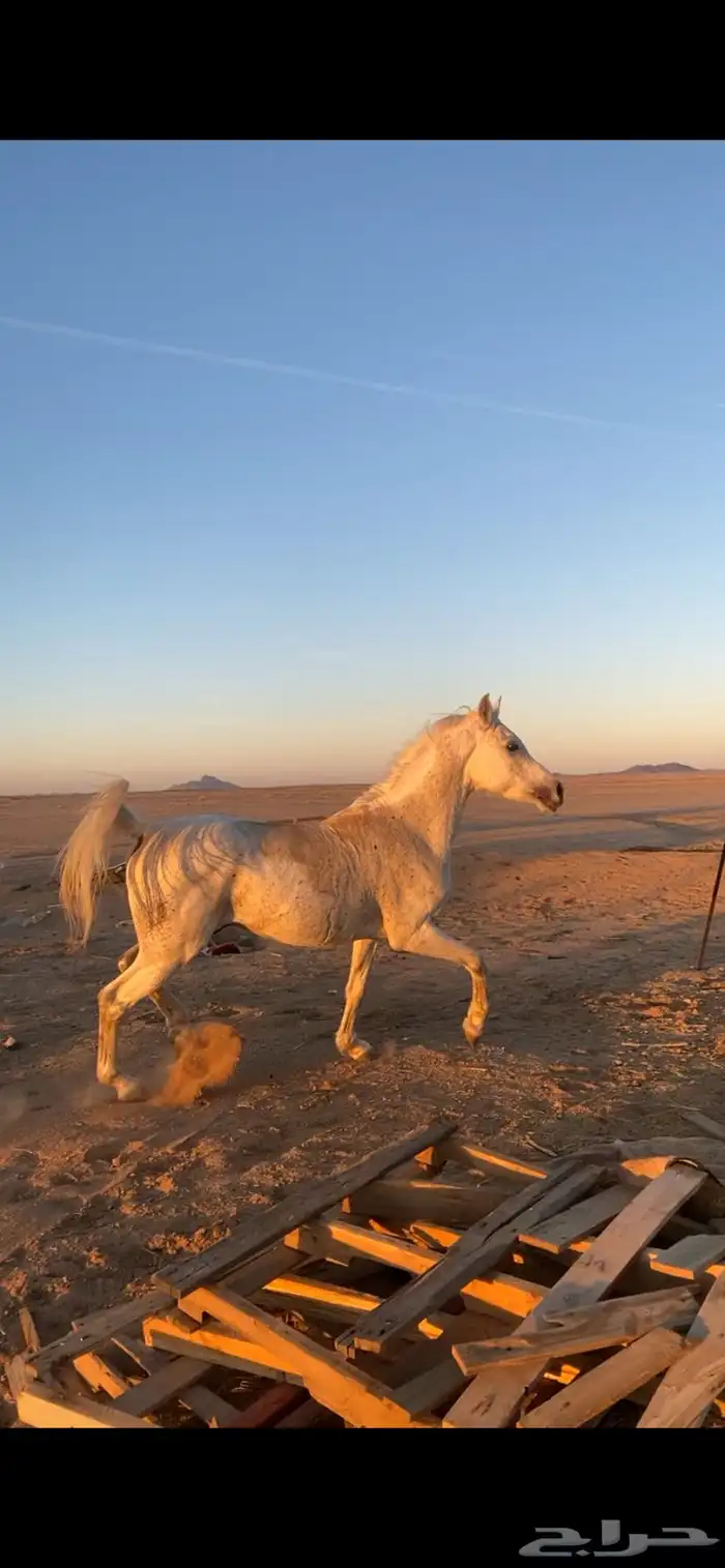 حصان شعبي . 1