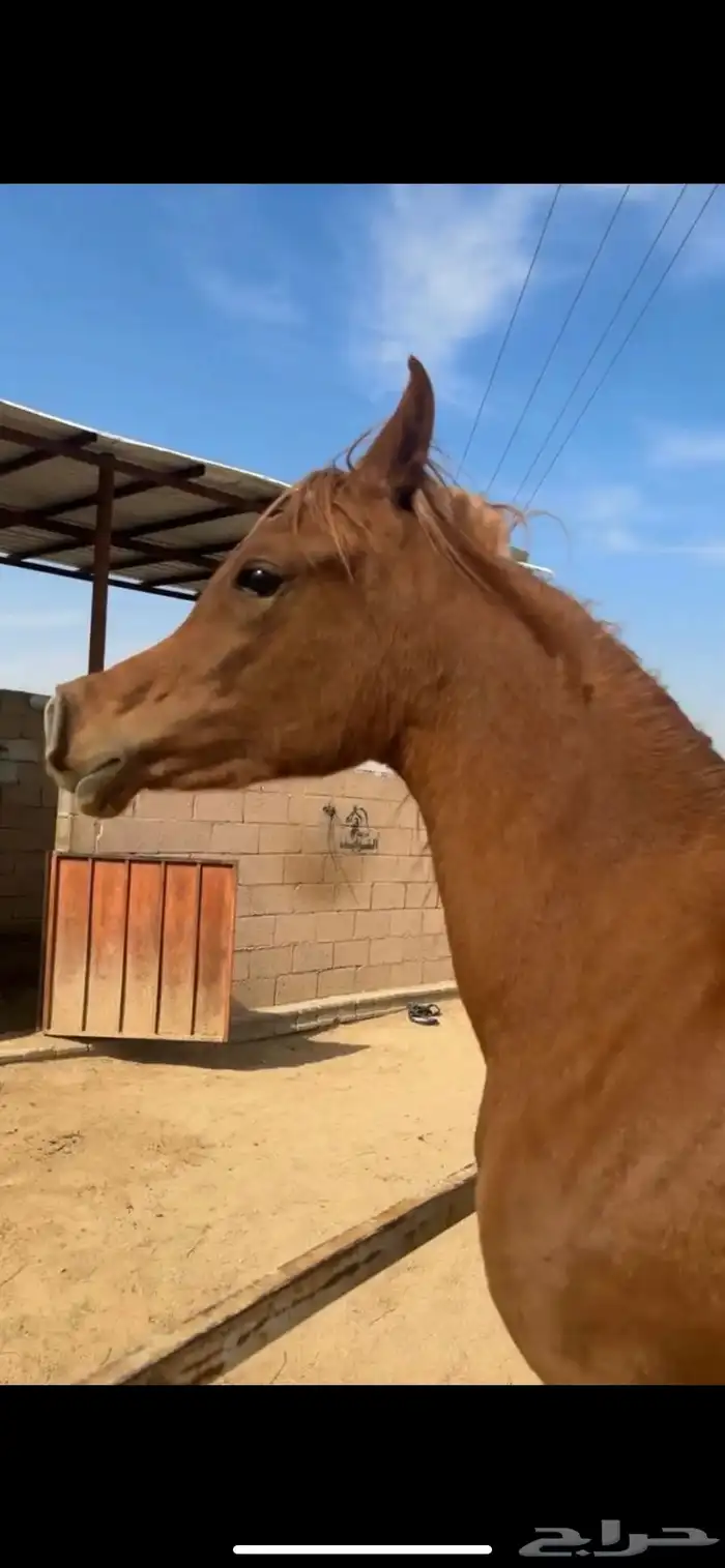 مربط عفيف 5