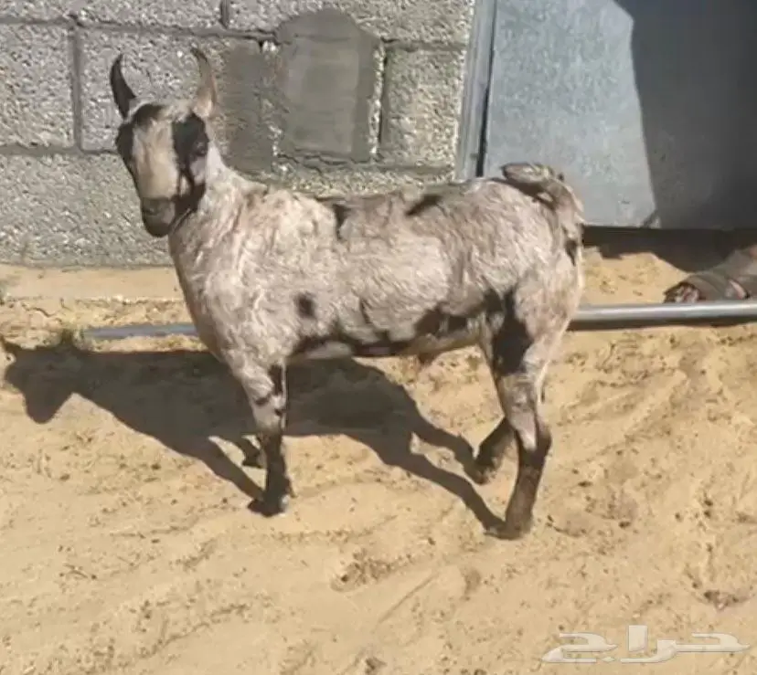 مشروع فحل عماني صلالي 0