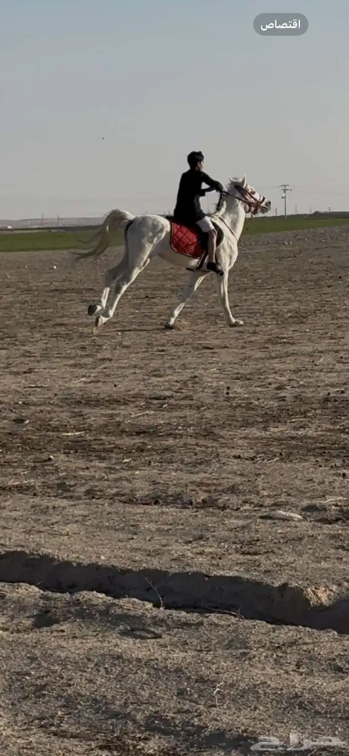 حصان شعبي 1