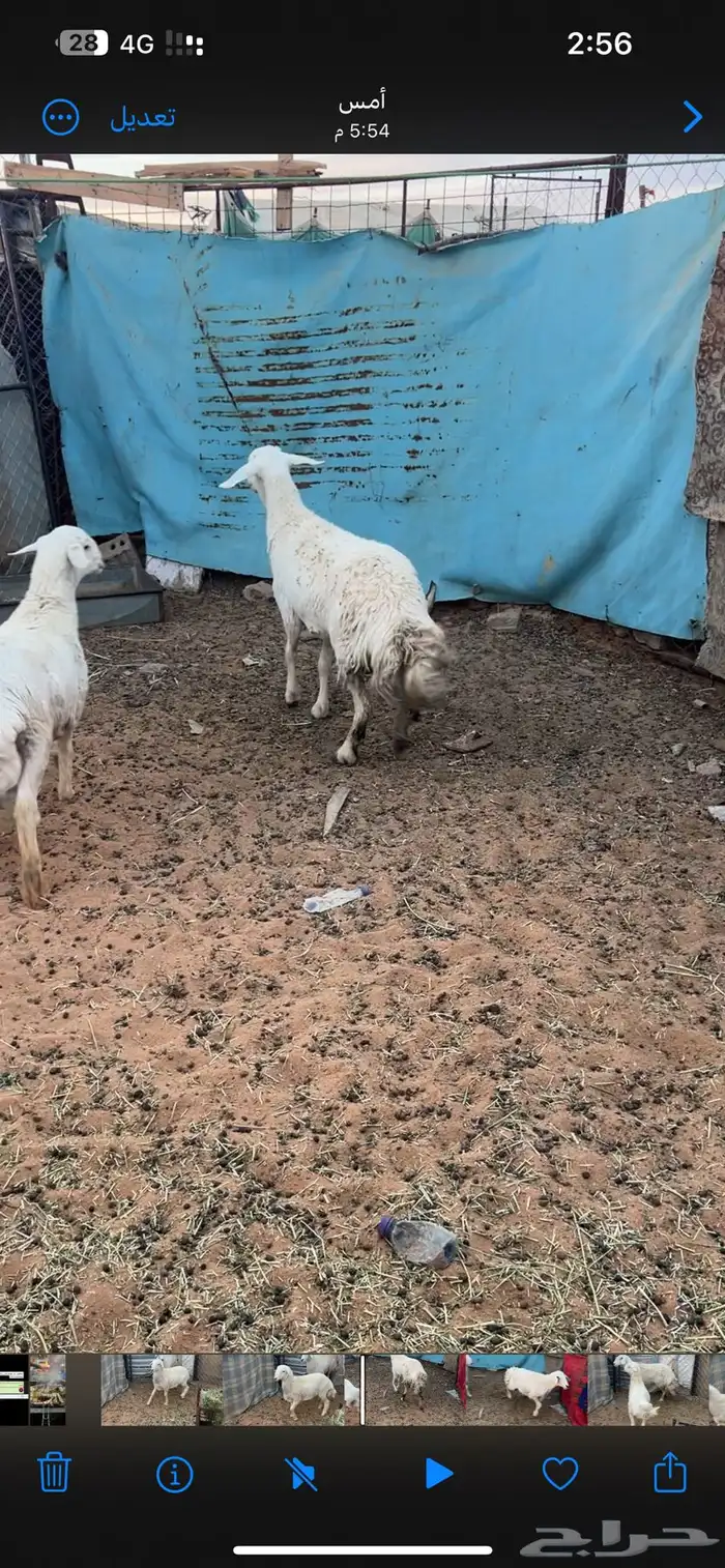 ثنيه حايل فل شحم تم البيع 0