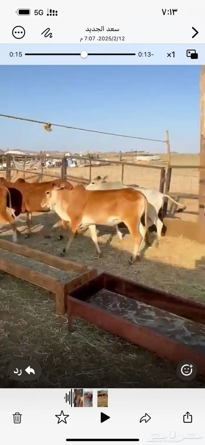 سنبوسه رمضان 6