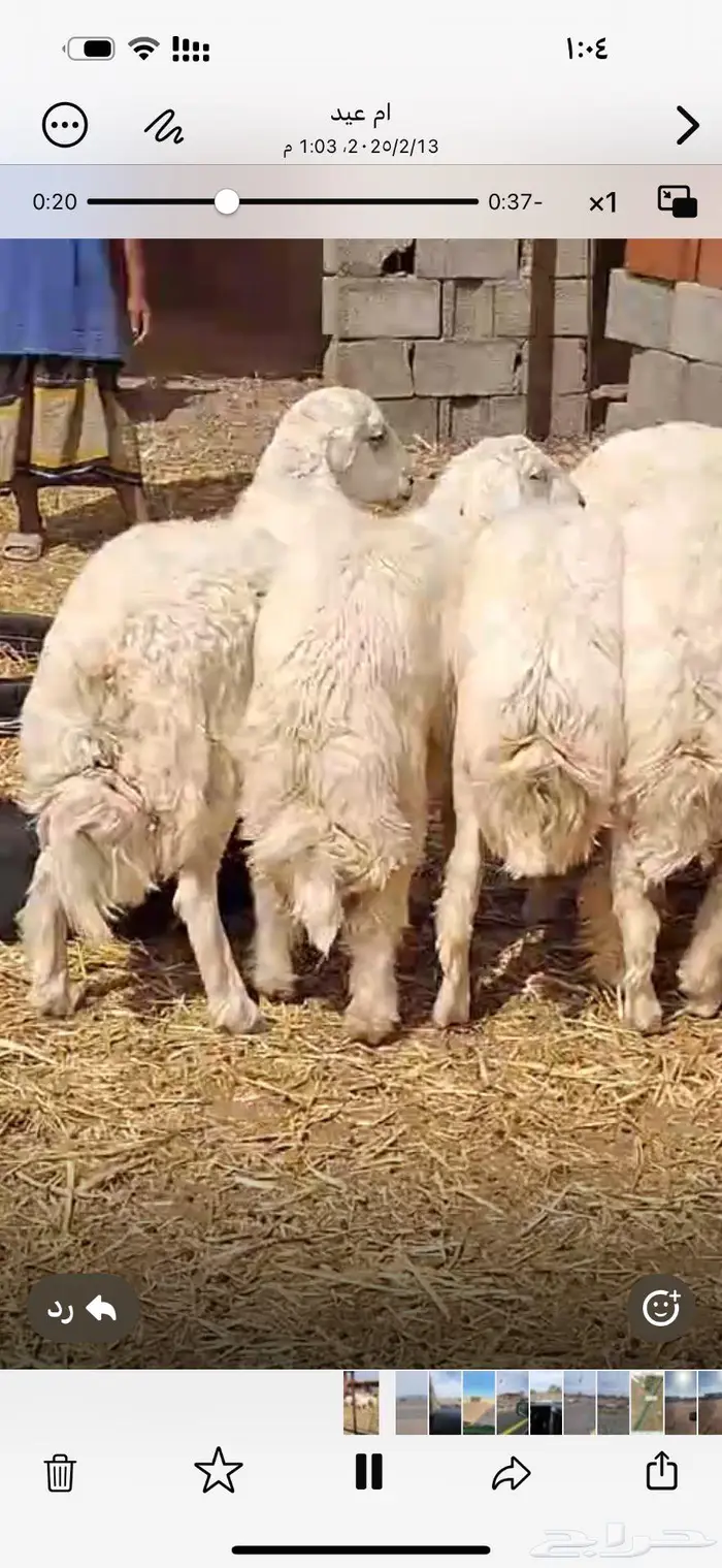 طليان حريه احجز اضحيتك وخروف العيد 3