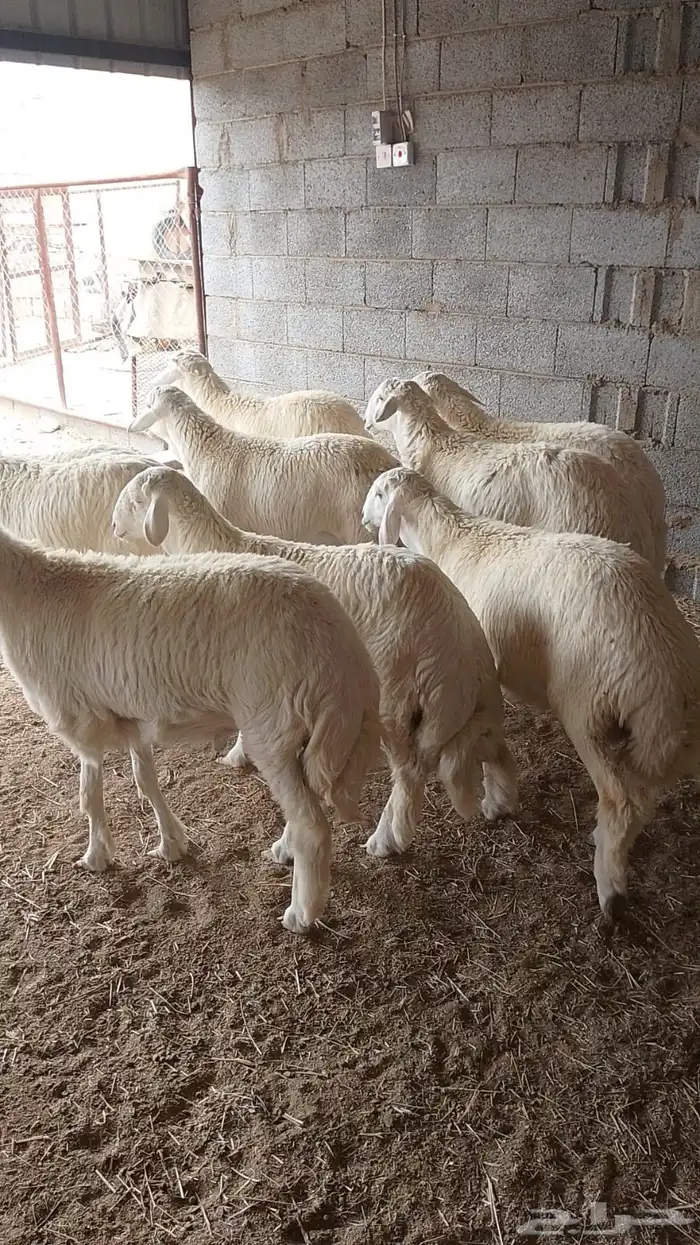 خرفان شرط ويوجد ذبح وتوصيل 0