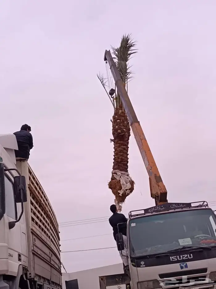 نخل للبيع مثمر نخيل منتج جثايث نخل 5