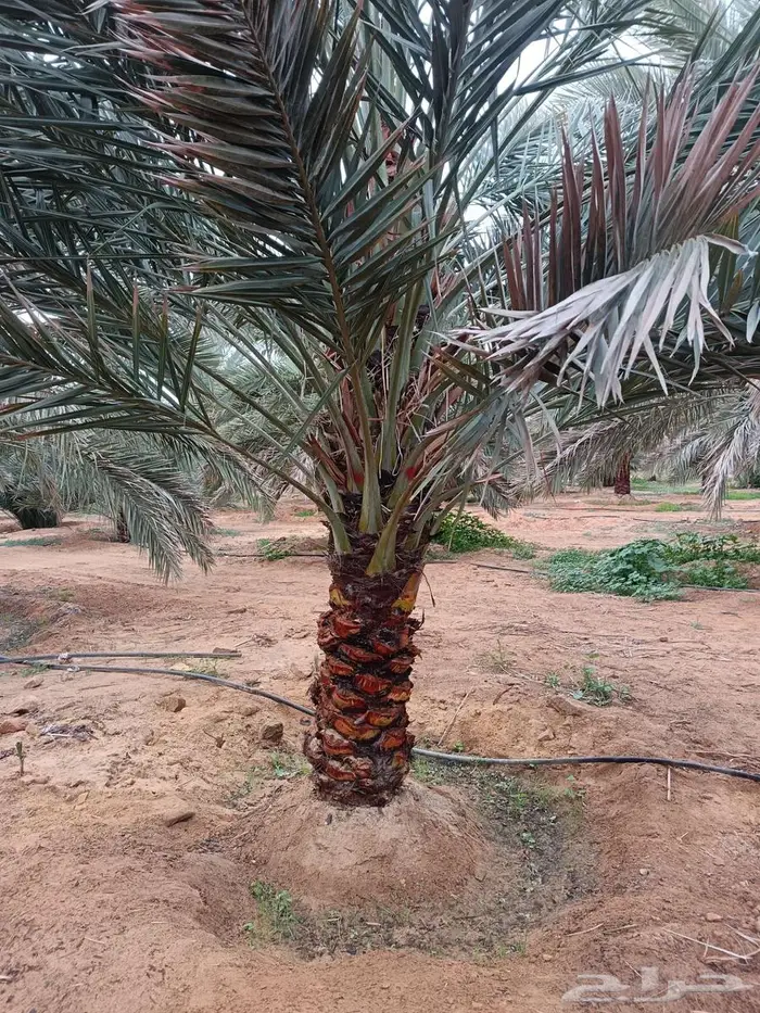 نخل للبيع مثمر نخيل منتج جثايث نخل 1