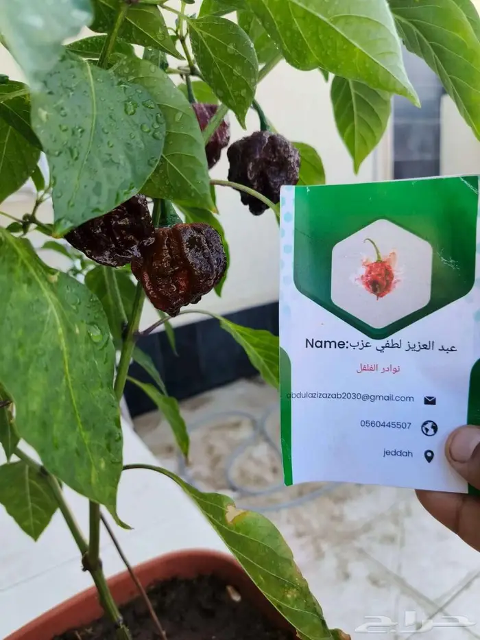 من نوادر العالم كارولينا اسود لمحبين الزراعة 1