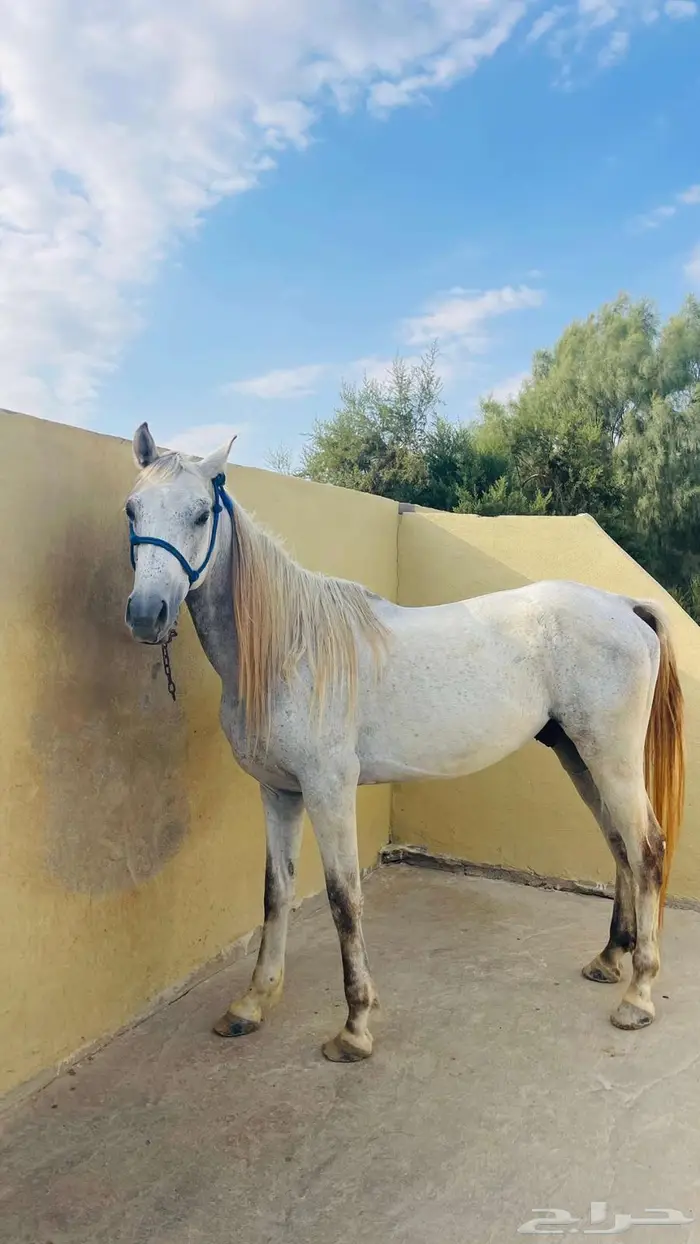 خيل 1