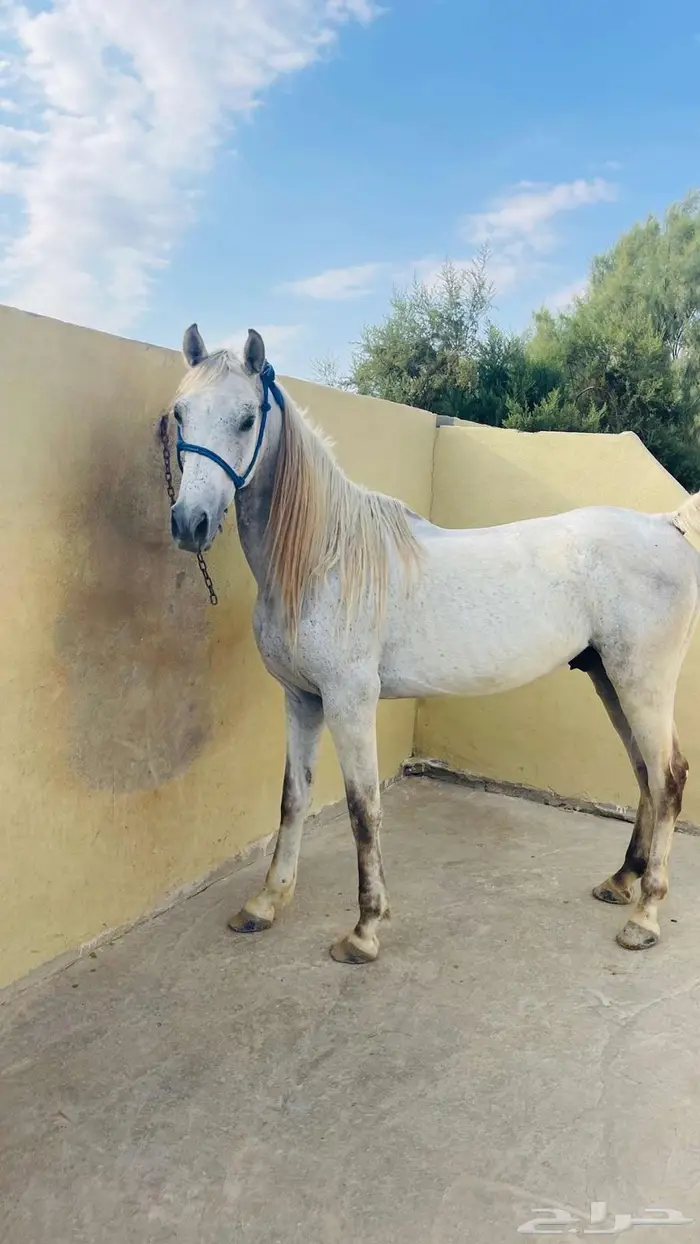 خيل 2