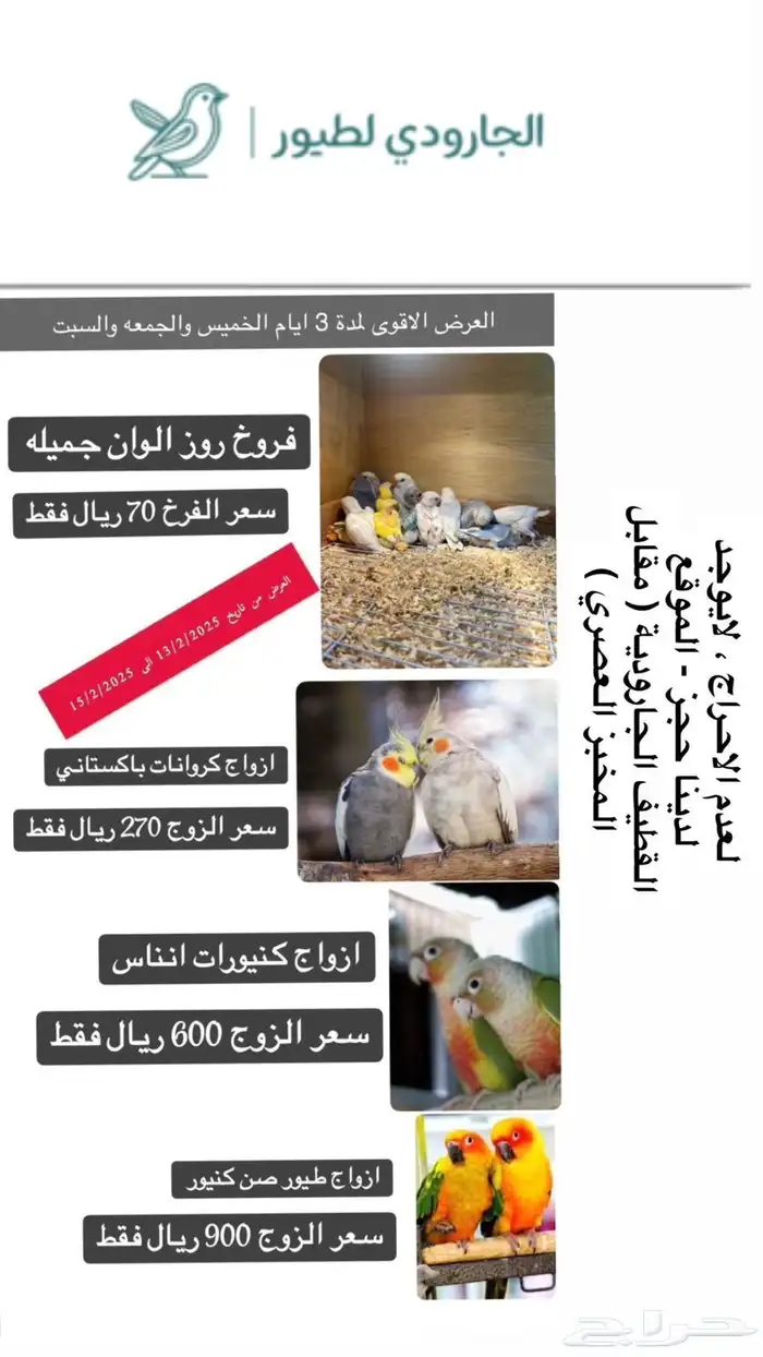 طيور حلوه واسعار احلى 0