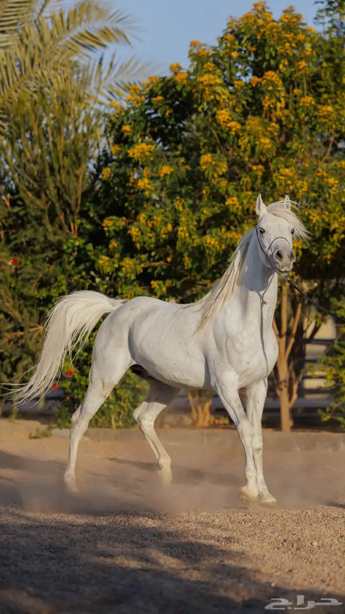 خيل واهو (تم البيع) 1