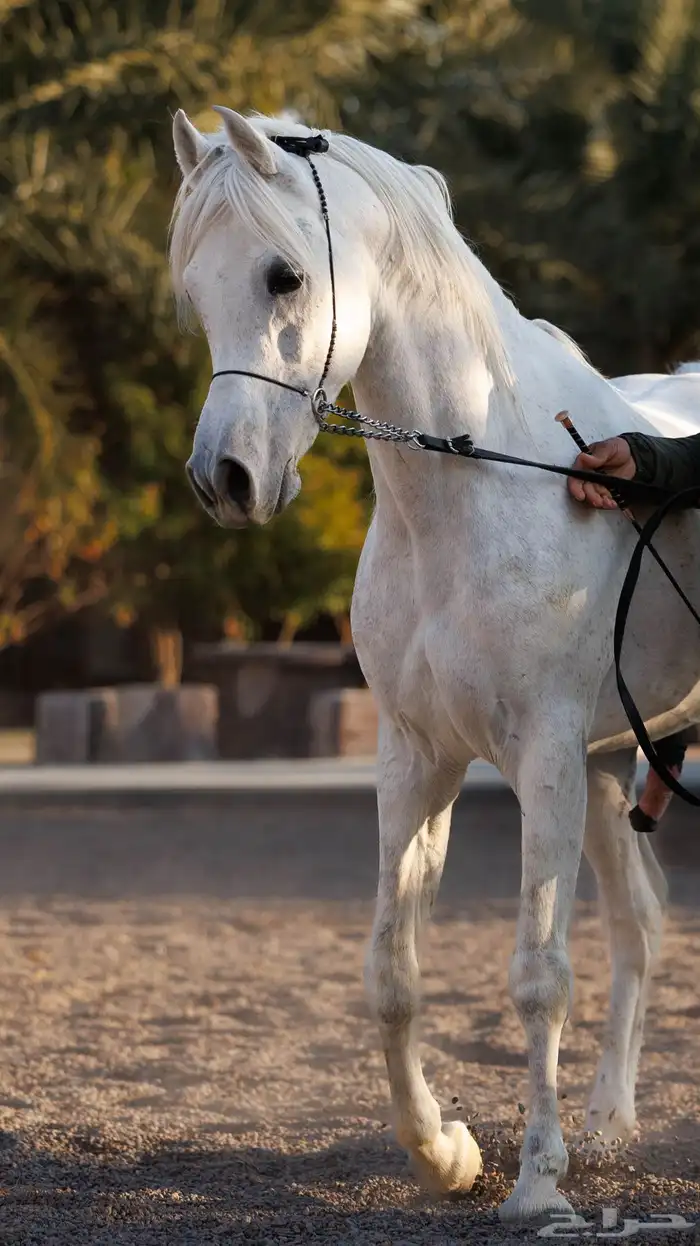 خيل واهو (تم البيع) 2
