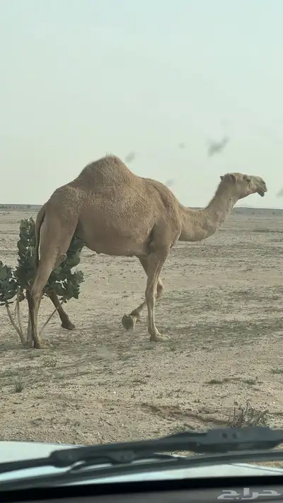 السلام عليكم ناقه معشر كفو شعلا رباع سنها 4