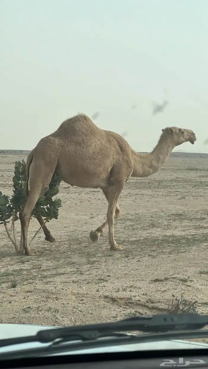 السلام عليكم ناقه معشر كفو شعلا رباع سنها 4