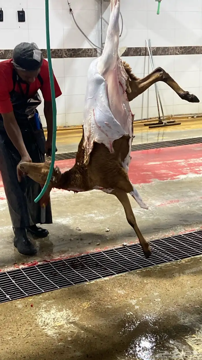 سواكني تربيه من المزرعه لباب بيتك 7