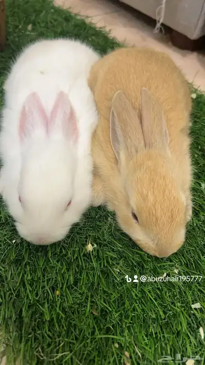 أرانب صغيرة نظيفة وكيوت لعوبة اللي يبغى الزين يلحق عليه 1