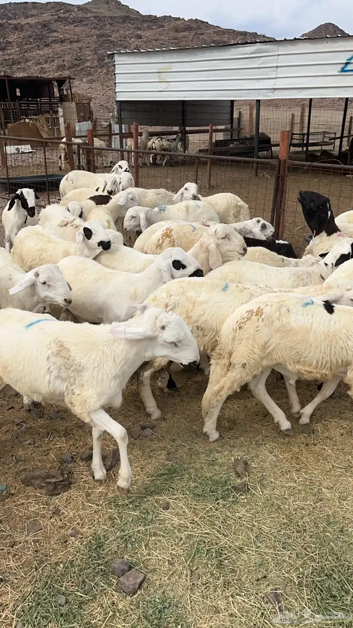 طليان سواكني مرابى نظاف ذبايح 7