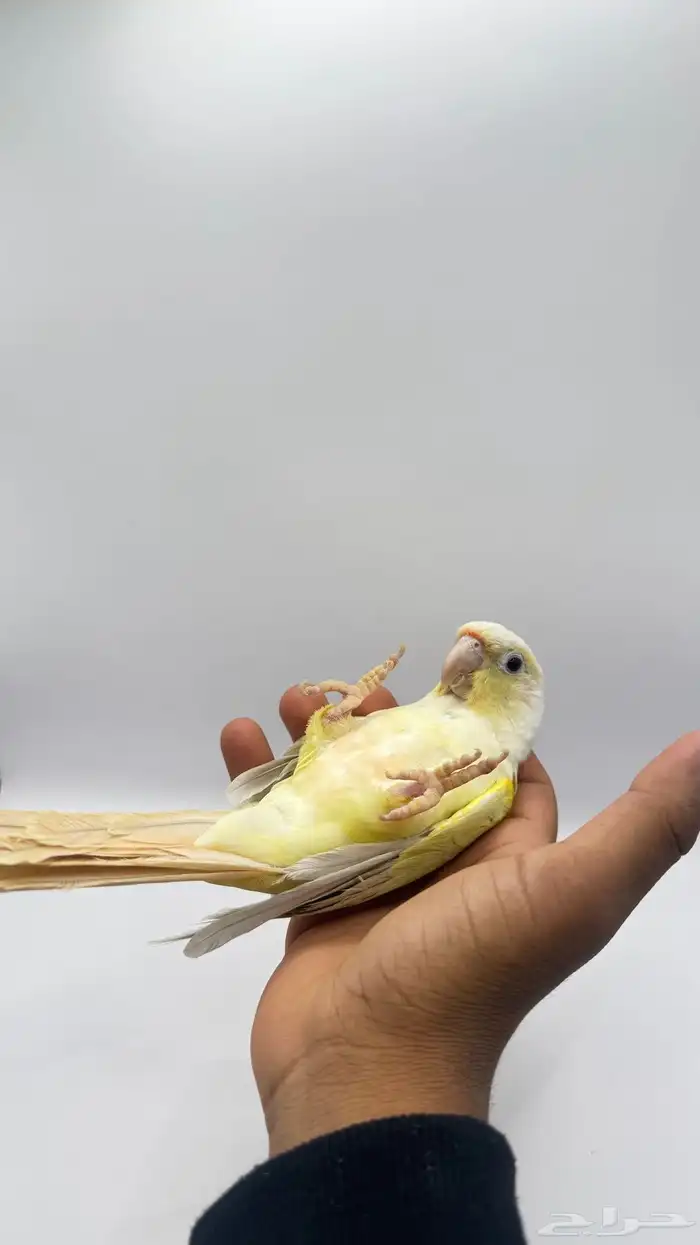 كنيور مون شيك 1