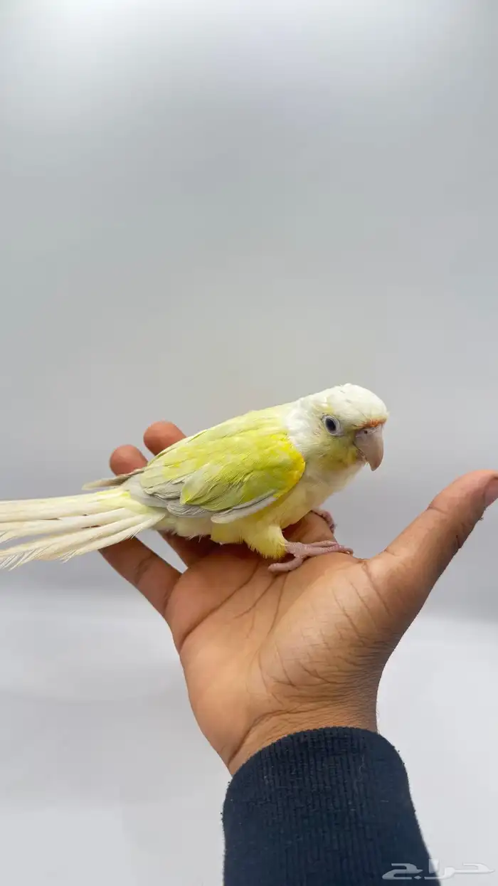 كنيور مون شيك 3