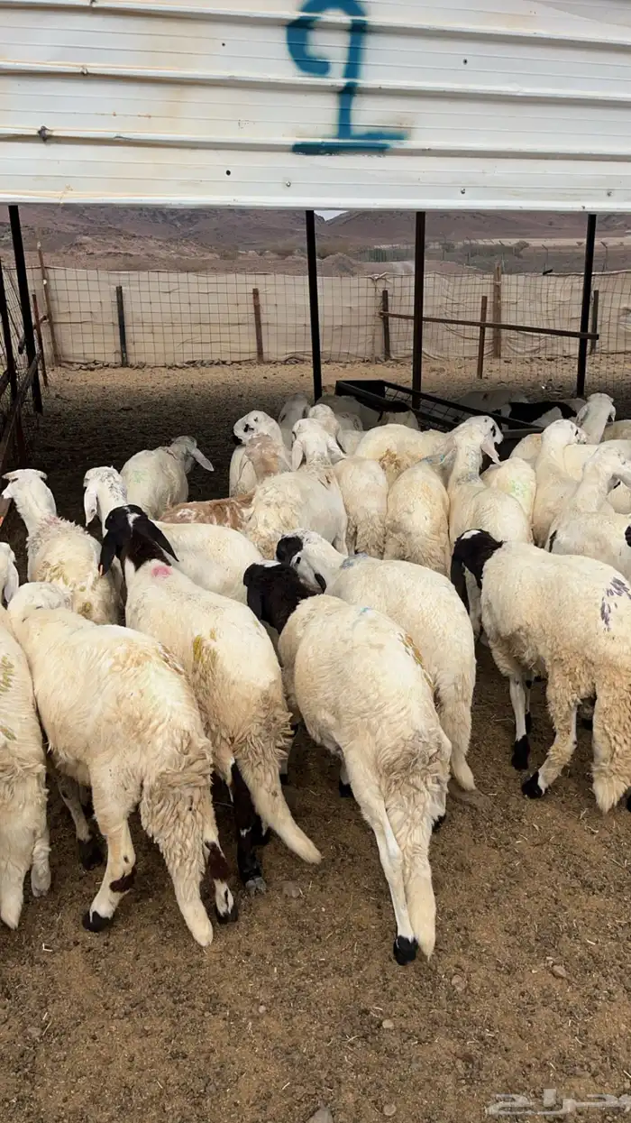 طليان سواكني مرابى نظاف ذبايح 9