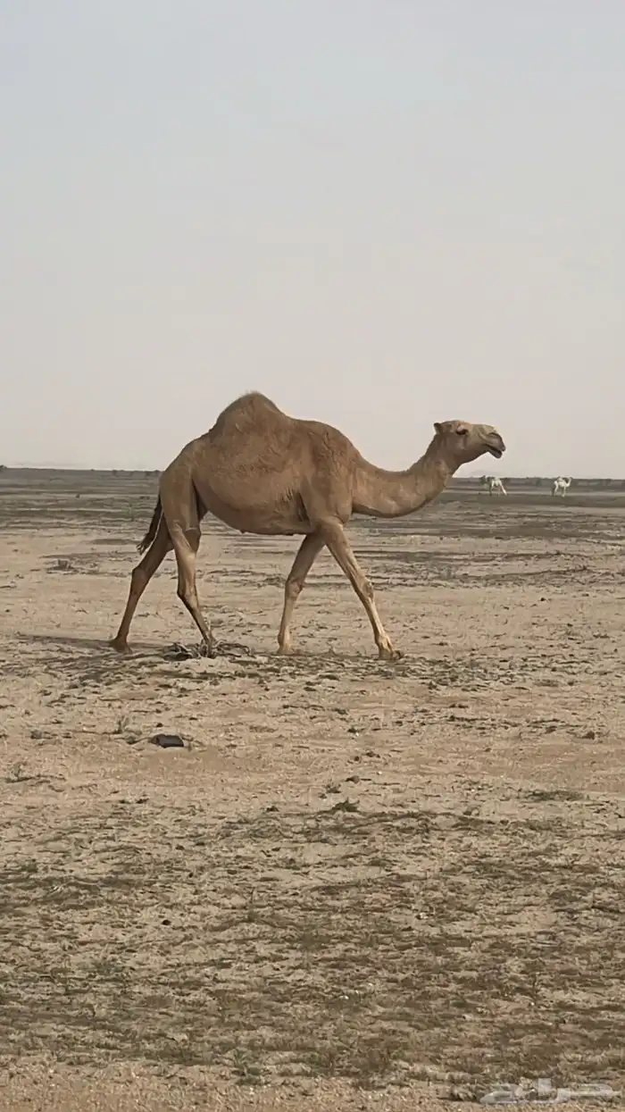 السلام عليكم ناقه معشر كفو شعلا رباع سنها 3
