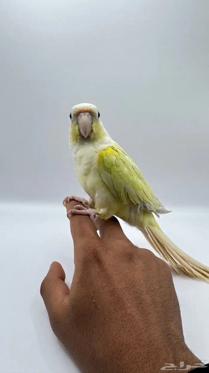 كنيور مون شيك 2