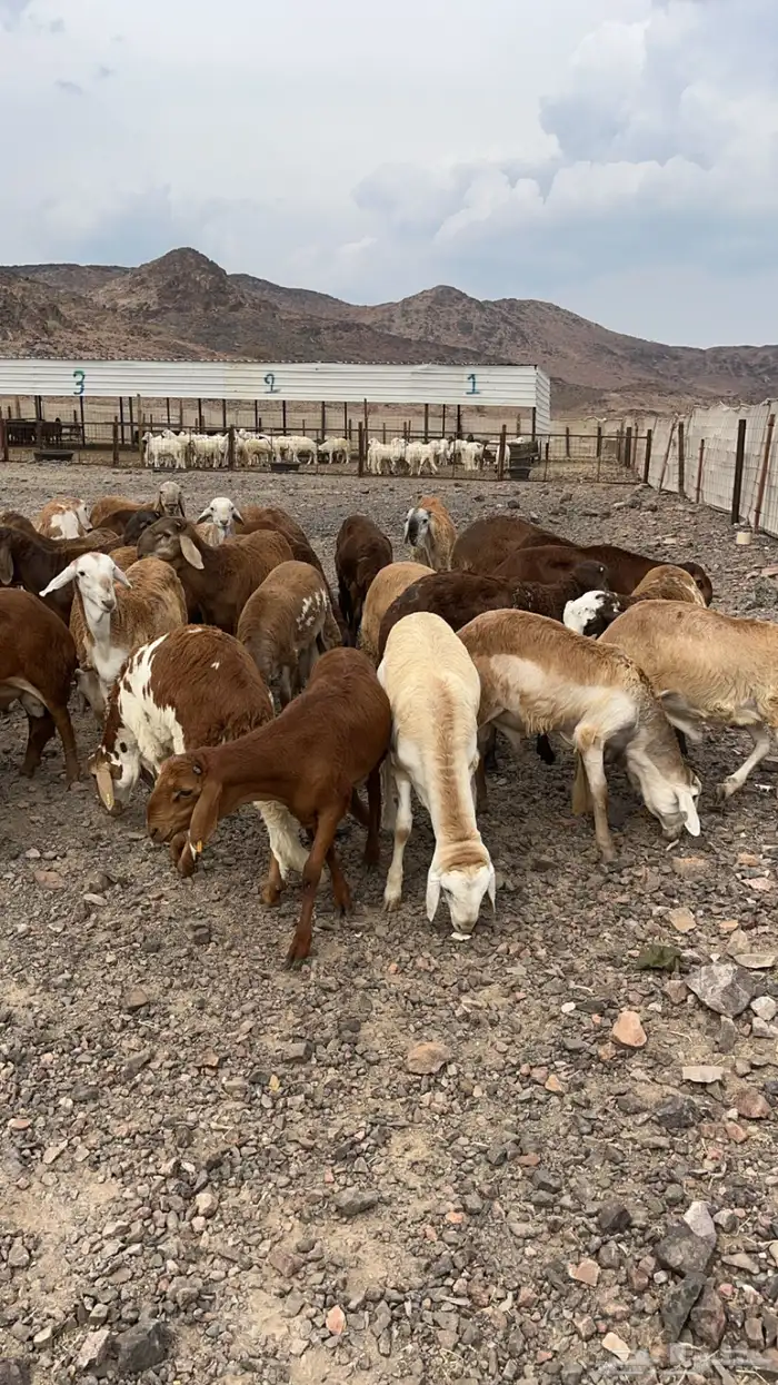طليان سواكني مرابى نظاف ذبايح 1