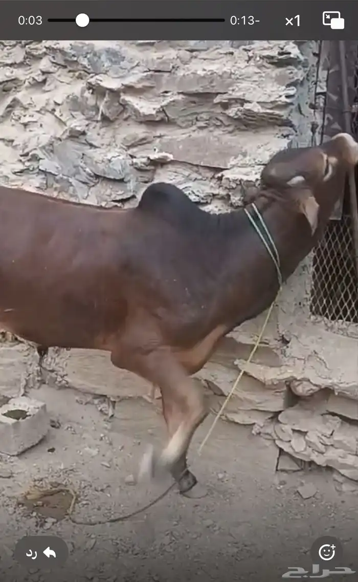 حسيل شركه بلدي شرط بلدي 3