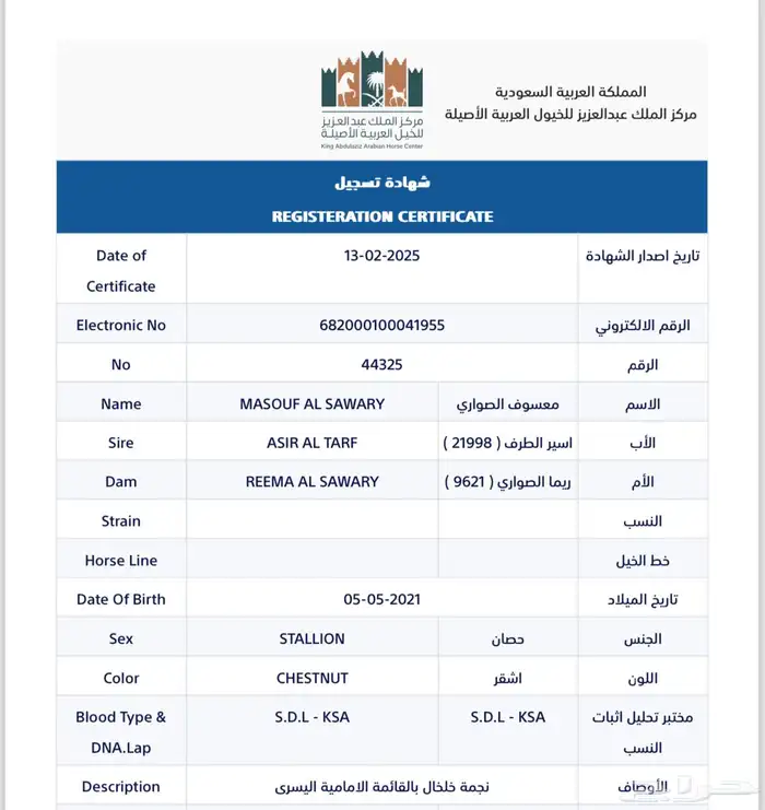 حصان واهو بدقري ابطال من الجهتين 0