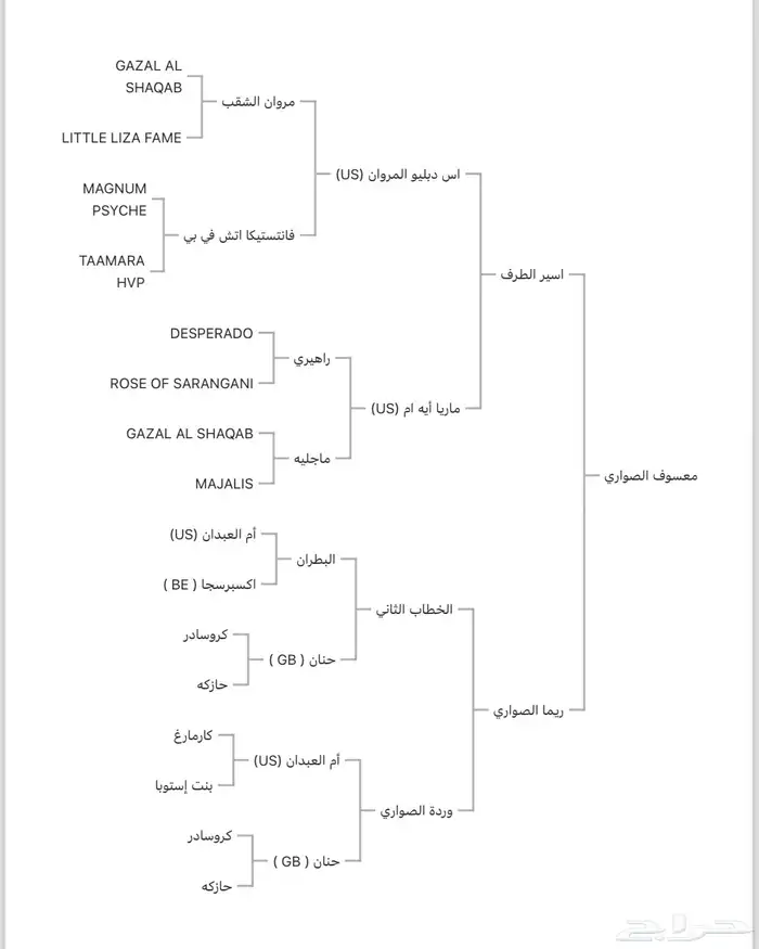 حصان واهو بدقري ابطال من الجهتين 1