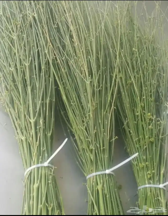 مرخ طازج للحنيذ والمندي يقطف يوم طلبك 0