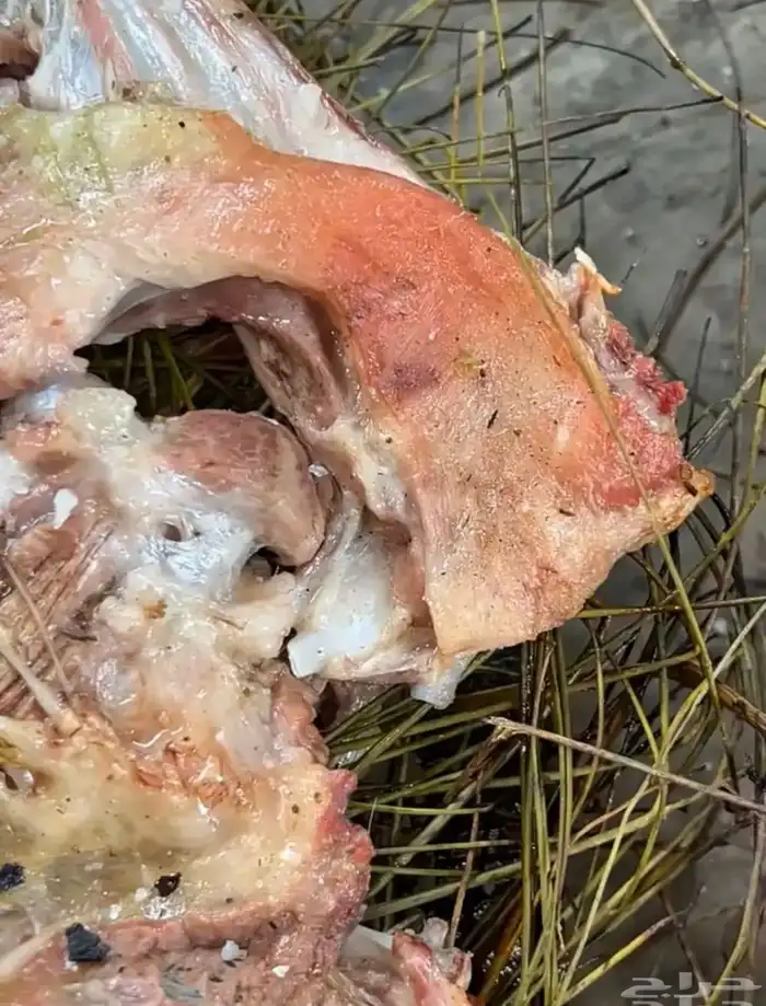 مرخ طازج للحنيذ والمندي يقطف يوم طلبك 1