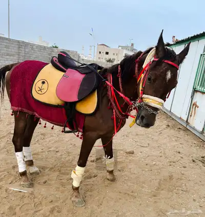 خيل للبيع 0