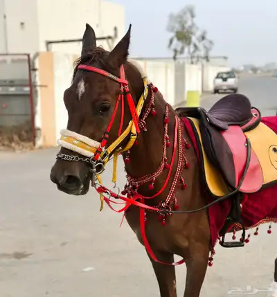 خيل للبيع 1